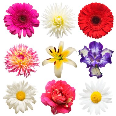 Çiçekler güzel papatya, Iris, gül, gerbera topluluğu başkanı,