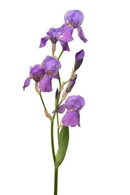 Iris buket Menekşe beyaz arka plan üzerinde izole çiçekler. Yaz