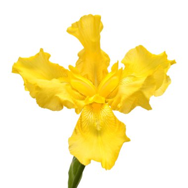 Beyaz arka plan üzerinde izole güzel sarı Iris çiçeği. Easte