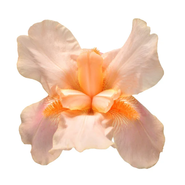 Hermoso ramo de flores de iris rosa con brote aislado en ba blanca —  Fotos de Stock