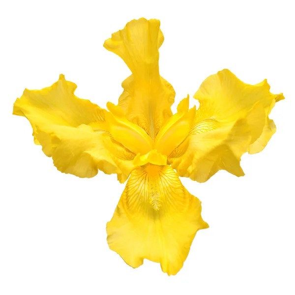Hermosa flor amarilla del iris aislada sobre fondo blanco. Residuos —  Fotos de Stock