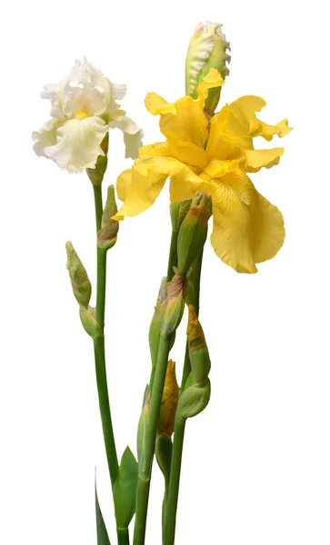 Bukett grädde och gul iris blomma isolerad på vita bak — Stockfoto