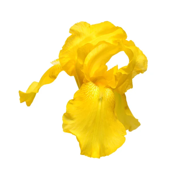 Bela flor de íris amarela isolada no fundo branco. Paladar — Fotografia de Stock