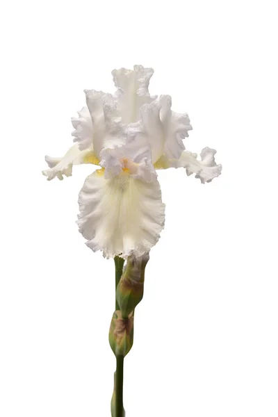 Fleur d'iris crème isolée sur fond blanc. Pâques. Été . — Photo