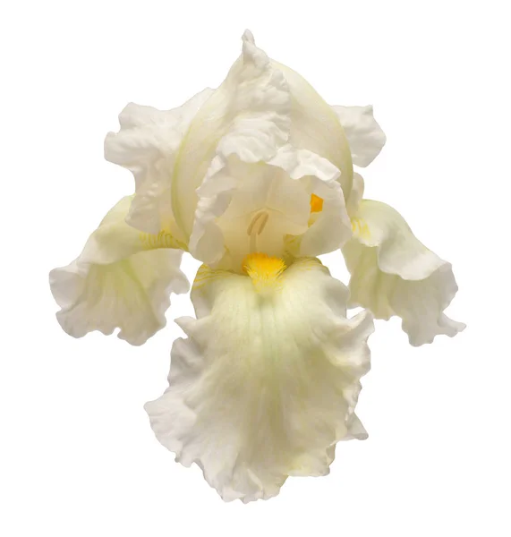Flor de iris aislada sobre fondo blanco. Semana Santa. Verano. Primavera —  Fotos de Stock