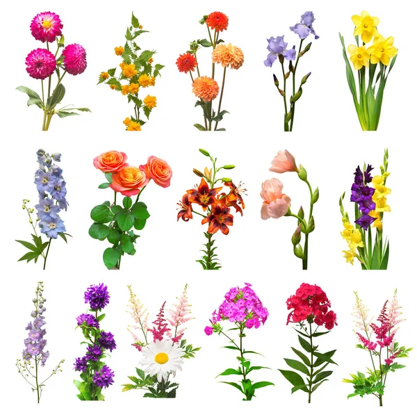 コレクションの美しい花の盛り合わせヤマブキ スギ、デイジー、ro — ストック写真