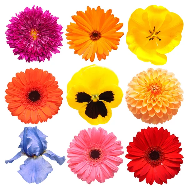 Blommor huvudet samling av vackra daisy, iris, penséer, tulip — Stockfoto