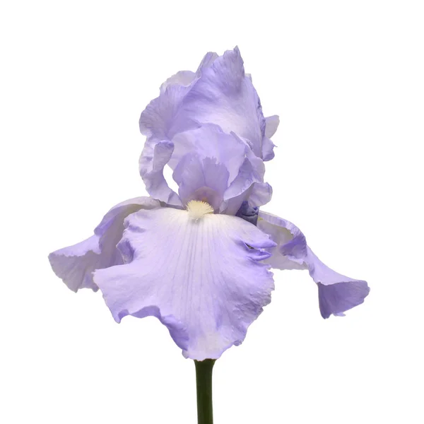 Fiore di iris blu isolato su sfondo bianco. Estate. Primavera. F — Foto Stock