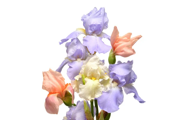 Ramo de flores de iris azul y rosa aislado sobre fondo blanco . — Foto de Stock