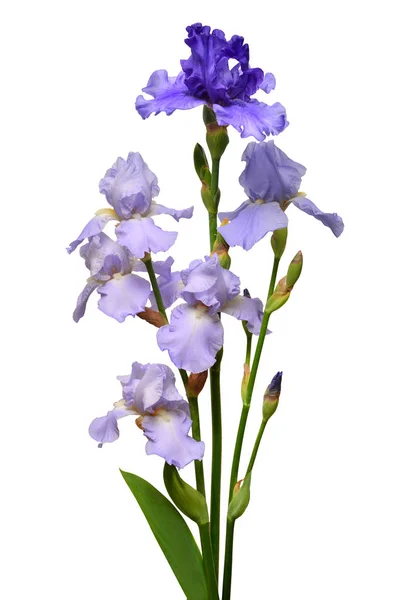 Iris λουλούδια μπουκέτο μοβ απομονώνονται σε λευκό φόντο. Το καλοκαίρι — Φωτογραφία Αρχείου