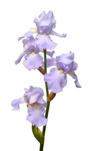 Ramo de flores de iris violeta aislado sobre fondo blanco. Verano — Foto de Stock