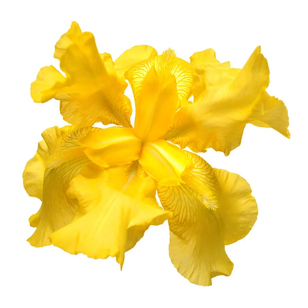 Beautiful yellow iris flower isolated on white background. Easte — Stock Photo, Image