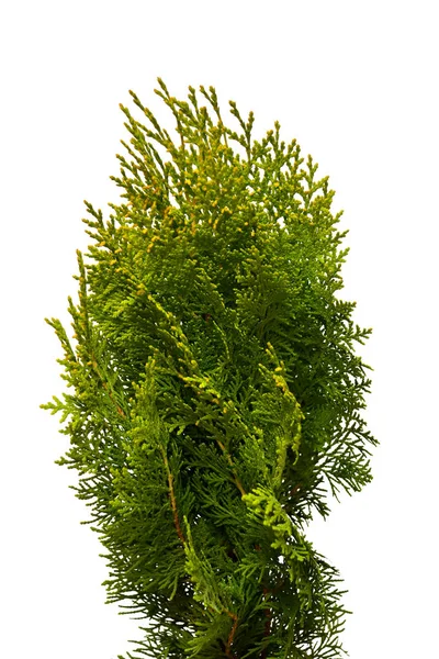 Thuja Biota wschodnia orientalis Aurea Nana na białym tle na białym tle — Zdjęcie stockowe