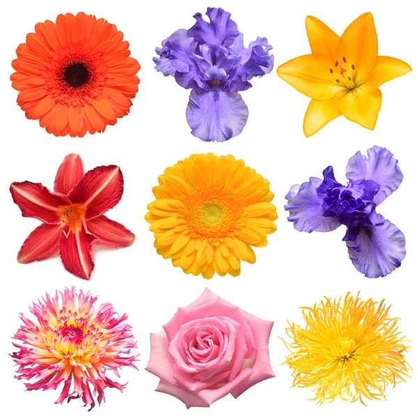คอลเลกชันหัวดอกไม้ของดอกเดซี่ที่สวยงาม, ไอริส, ดอกกุหลาบ, ดอกลิลลี่กลางวัน , — ภาพถ่ายสต็อก