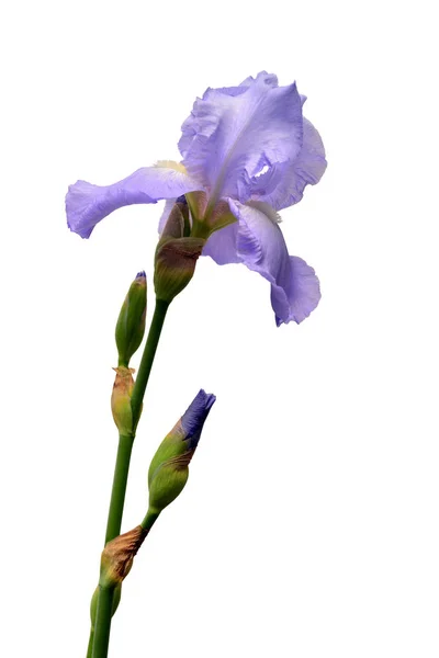 Flor de iris azul aislada sobre fondo blanco. Verano. Primavera. F — Foto de Stock