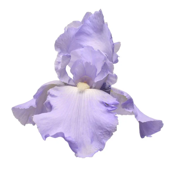 Iris bleu isolé sur fond blanc. L'été. Le printemps. F — Photo