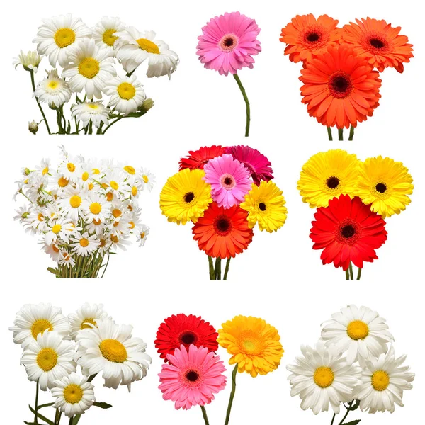 Collection of flowers white daisy and multicolored gerbera isola — Stock Photo, Image