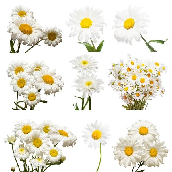 Sammlung von Blumen weiße Gänseblümchen isoliert auf weißem Hintergrund. — Stockfoto