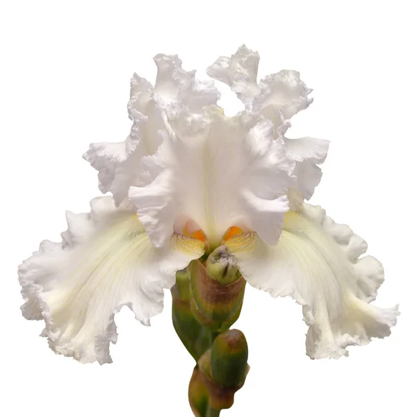 Flor de iris aislada sobre fondo blanco. Semana Santa. Verano. Primavera —  Fotos de Stock