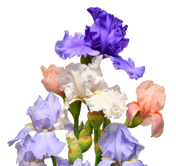 Iris bloemen boeket blauw en roze geïsoleerd op witte achtergrond. — Stockfoto