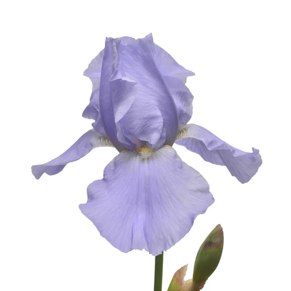青いアイリスの花は、白い背景で隔離。夏。春。F — ストック写真