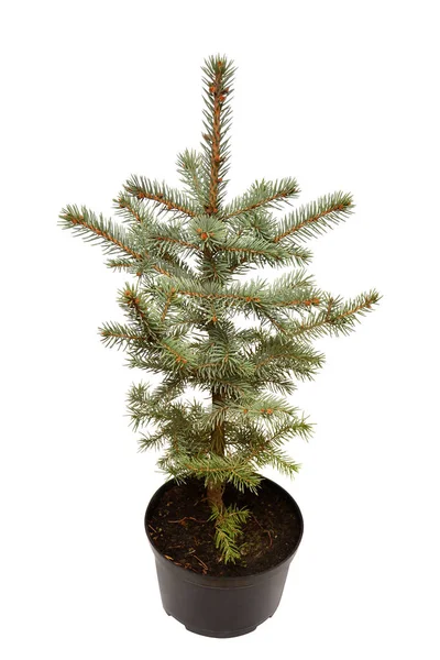 Smrk picea pungens glauca globosa v hrnci izolovaných na bílém bac — Stock fotografie