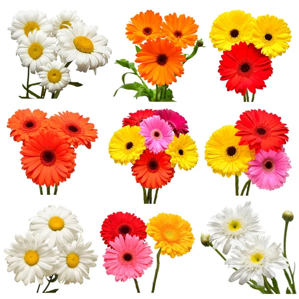 Sammlung von Blumen weißes Gänseblümchen und bunte Gerbera, Skale — Stockfoto
