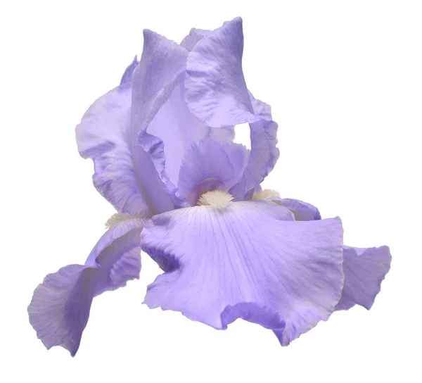 Blaue Iris Blume isoliert auf weißem Hintergrund. Sommer. Frühling. f — Stockfoto