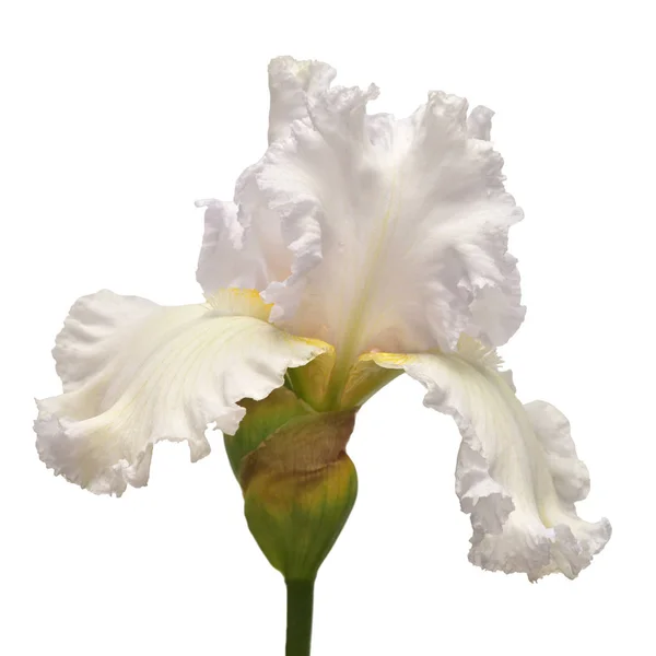 Iris fleur isolée sur fond blanc. Pâques. L'été. Printemps — Photo