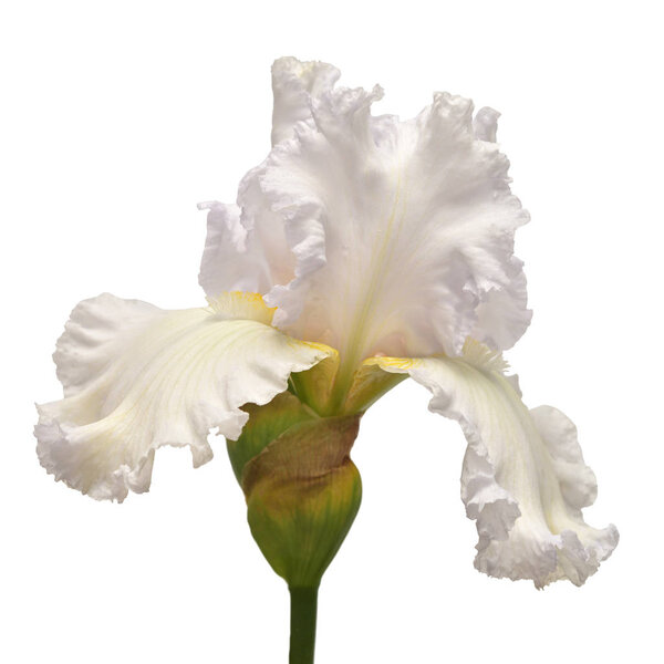 Iris flower isolated on white background. Easter. Summer. Spring