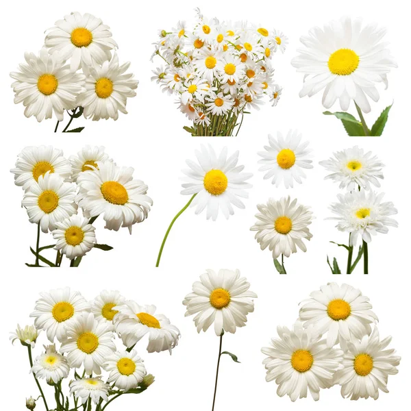 Sammlung von Blumen weiße Gänseblümchen isoliert auf weißem Hintergrund. — Stockfoto