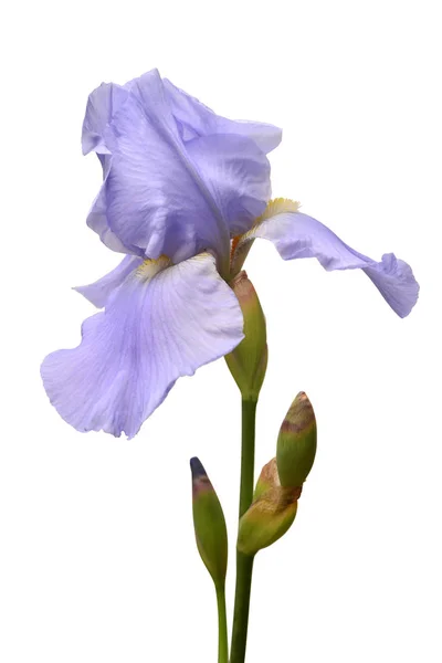Flor de iris azul aislada sobre fondo blanco. Verano. Primavera. F —  Fotos de Stock