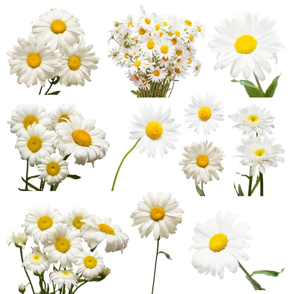 Collection de fleurs marguerite blanche isolée sur fond blanc . — Photo