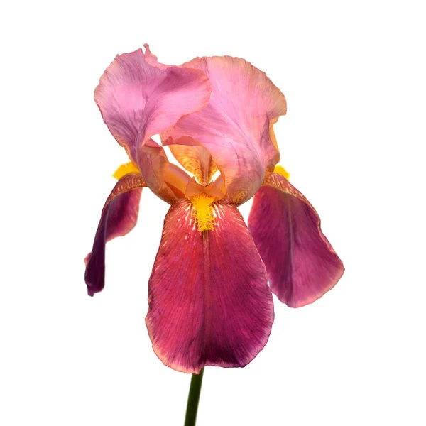 Vackra rosa iris blomma isolerad på vit bakgrund. Påsk. — Stockfoto