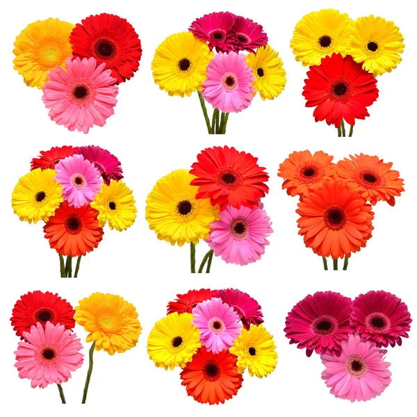 Collection of flowers multicolored gerbera isolated on white bac — Stock Photo, Image