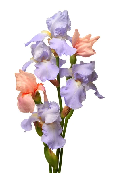 Irys kwiaty bukiet niebieski i różowy na białym tle. — Zdjęcie stockowe