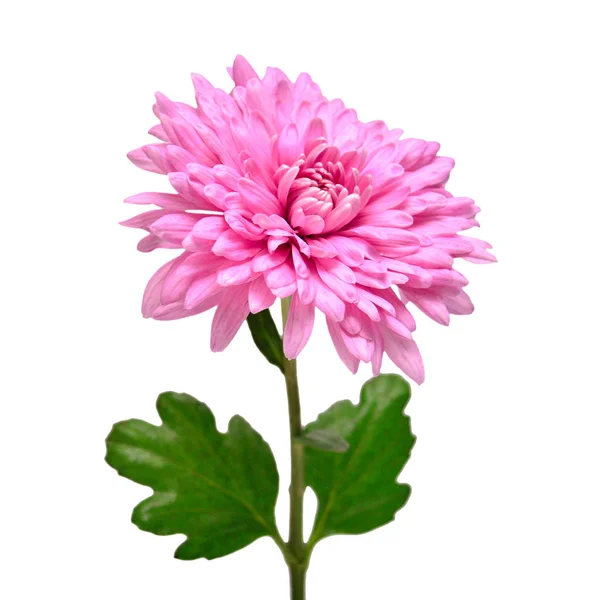 在白色背景查出的粉红色菊花。花卉 p — 图库照片