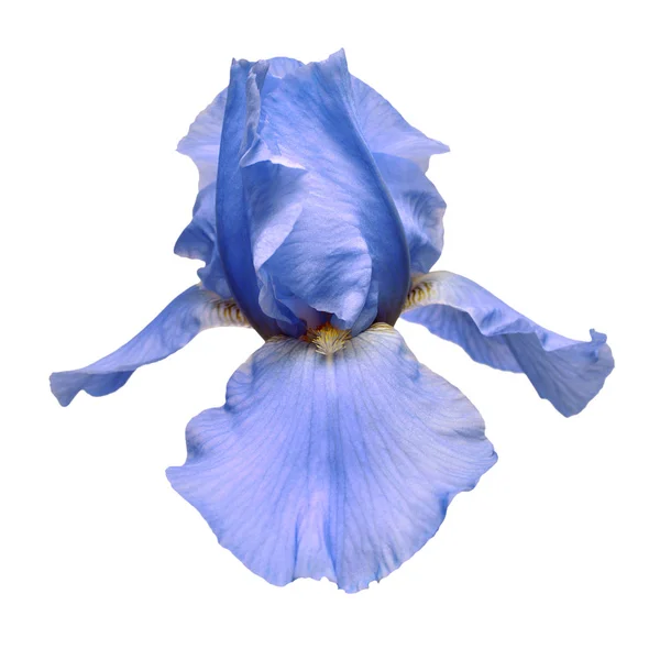 Blauwe iris bloem geïsoleerd op een witte achtergrond. Zomer. Lente. F — Stockfoto