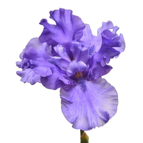 Blaue Iris Blume isoliert auf weißem Hintergrund. Sommer. Frühling. f — Stockfoto