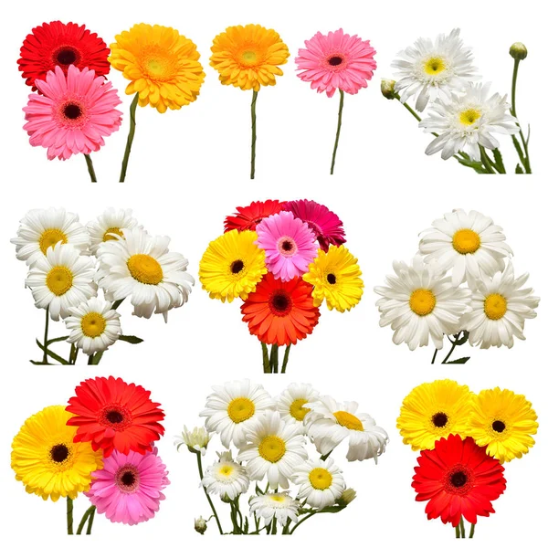 Samling av blommor vit tusensköna och mångfärgade gerbera isola — Stockfoto