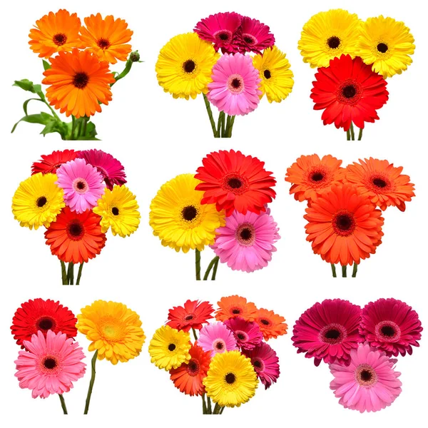 Sammlung von Blumen Gänseblümchen und bunte Gerbera, Ringelblume — Stockfoto