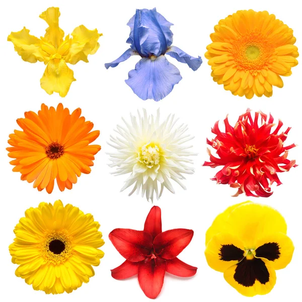 Flores coleção cabeça de bela margarida, íris, gerbera, dahli — Fotografia de Stock