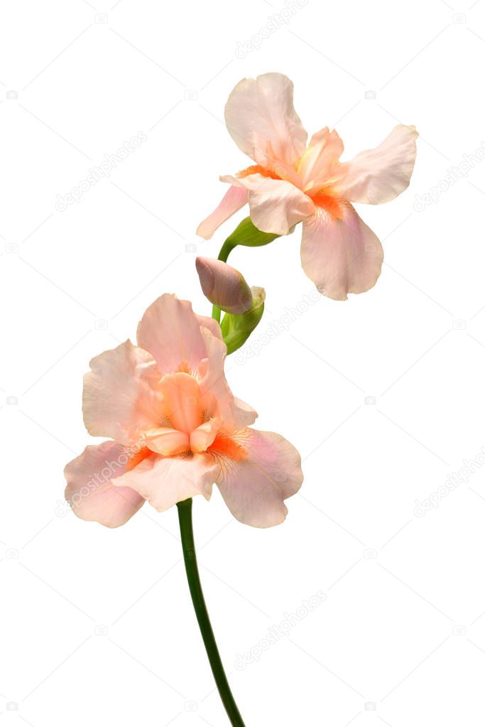 Beautiful bouquet pink iris flower with bud isolated on white ba