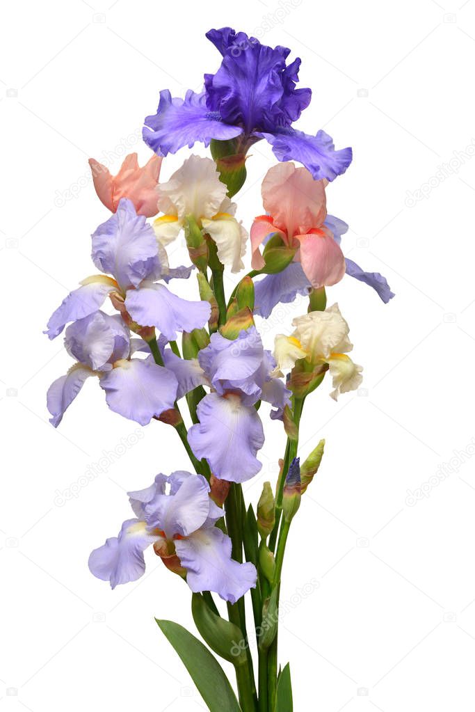 FlowerStudio