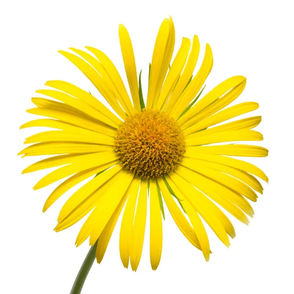 Žluté Sedmikrásky Izolovaných Bílém Pozadí Karta Květiny Plochá Ležel Horní — Stock fotografie