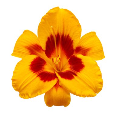 Çiçek sarı gün zambak güzel narin beyaz sırt izole