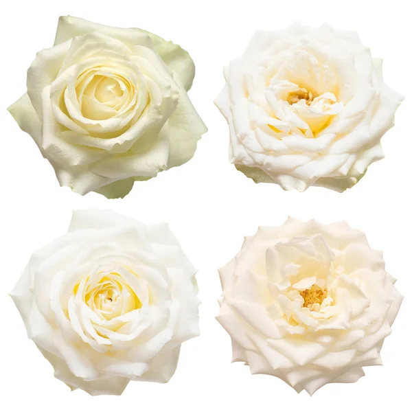 Collection fleur de rose blanche isolée sur fond blanc. M. Weddi — Photo