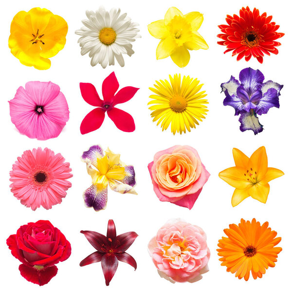 Коллекция красивых радужной оболочки, цикламены, лилии, тюльпаны, ромашки
