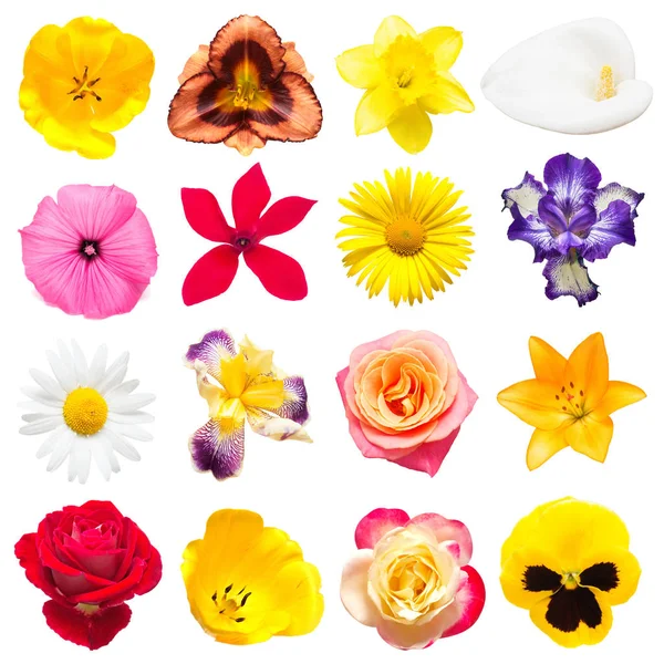 Colección de iris hermoso, ciclamen, lirios, tulipanes, manzanilla — Foto de Stock