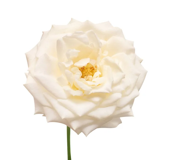 Fleur rose blanche isolée sur fond blanc. Carte de mariage, frère — Photo